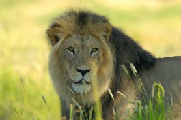 Private Botswana Camping Safari - lion 