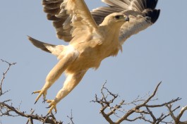 Botswana Safari birdlife 