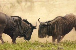 Mobile Safari - Botswana wildlife 