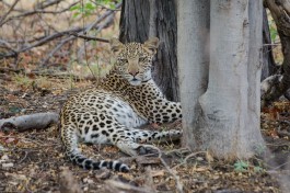 Moremi safari leopard, Botswana  by Michael Jansen