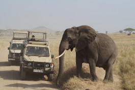 Serengeti game drive 