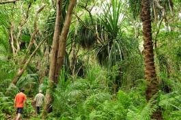 Jozani Forest 