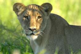 Private Botswana Safari, lion 