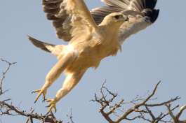 Mobile Botswana camping safari, birdlife 