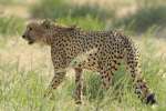Mobile safari Botswana, cheetah 