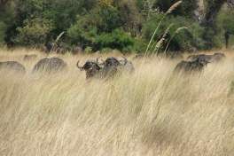 Cape Buffalo, Moremi Safari 
