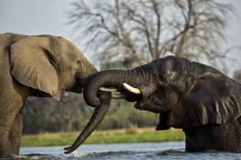 African elephants, Moremi Safari 