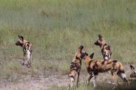 Savuti wild dogs, Botswana 
