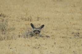 Central Kalahari Game Reserve, bat-eared fox 