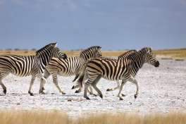 Zebras in Makgadikgadi Pans National Park, Botswana 