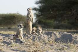 Meerkats in Makgadikgadi, Botswana 