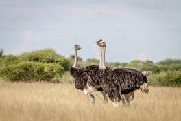 Central Kalahari ostriches  
