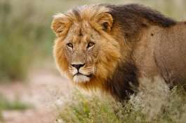 Kalahari lion, Botswana Safari 