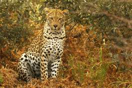 Mobile safari Leopard 