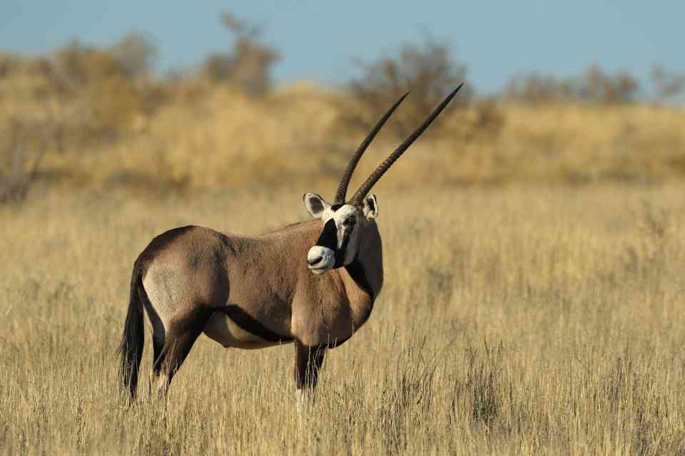 Mobile Botswana Safari gemsbok