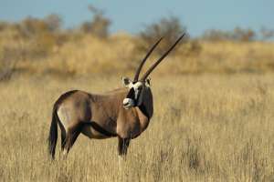 Mobile Botswana Safari gemsbok