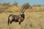 Mobile Botswana Safari gemsbok 