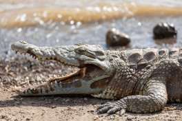 Awash national park nile crocodile 