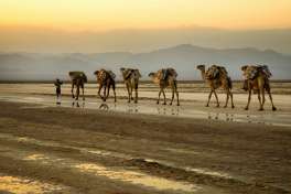 Camel caravan transporting salt from lake afdera 