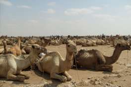Afar Depression camels 