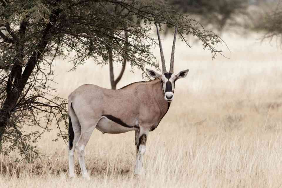 East african oryx in awash national park