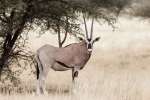 East african oryx in awash national park 