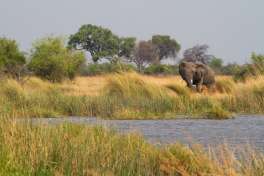 Caprivi elephant 