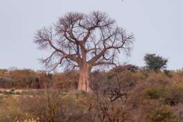 Baobab tree caprivi 
