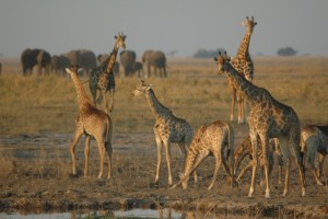 Chobe giraffes