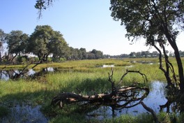 Delta scene 