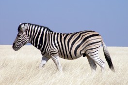 Etosha zebra  by Damien du Toit