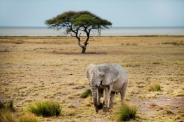 Etosha 