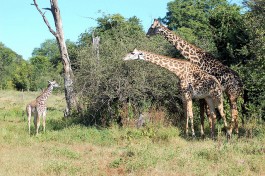 Luangwa  by Joachim Huber