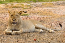 South Luangwa lion  by Laura Kay