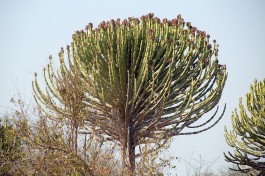 Kruger National Park Safari scenery  by Flowcomm