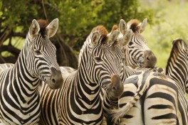 4 Day Kruger National Park Safari zebras 