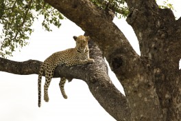 Kruger Park Safari leopard 