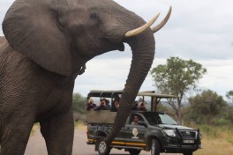 Kruger Park Safari elephant and vehicle 