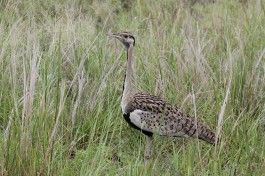 Black-bellied Bustard, Kruger Safari  by Derek Keats