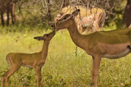 Kruger Park Safari impalas  by Jacky W