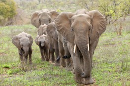 Kruger National Park Safari elephants 