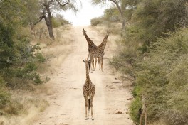 Kruger Park Safari giraffes 