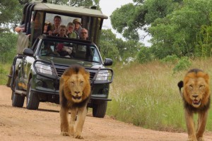 3 Day Kruger National Park Safari lions