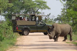 Kruger National Park Safari rhino 