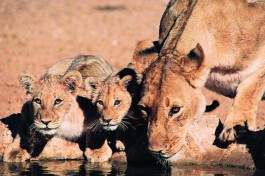 Lions 
