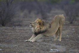 Etosha lion  by Yathin