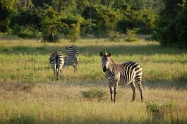 Joachim Huber  by South Luangwa