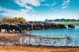 Buffalo Herd Drinking in Chobe 