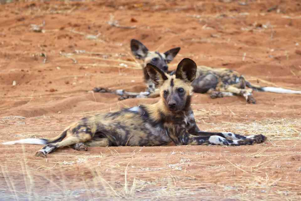 Wild Dog Pups in Chobe Area