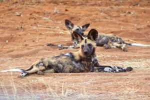 Wild Dog Pups in Chobe Area
